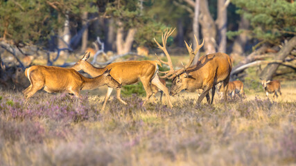 Red deer rutting season Veluwe