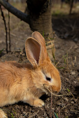 Cute baby bunny sitting on the ground
