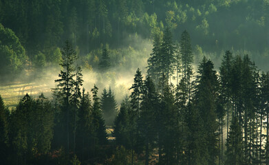 Drzewa mglisty las - obrazy, fototapety, plakaty