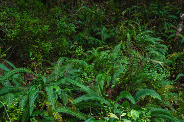 Green ferns in the forest