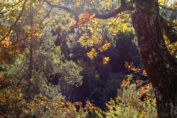 Fototapeta na wymiar Autumnal forest detail