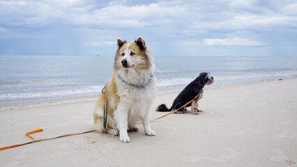 Senior mixed breed dog sitting on the ground with serene ocean background