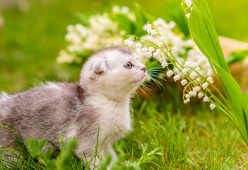A small fluffy fold kitten sitting on the grass in the garden and nipping a lily of the valley flower on the background of a basket