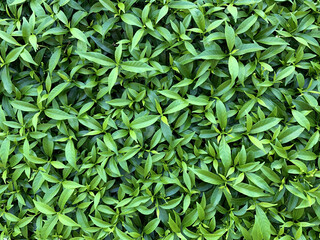 Wonderful orange jasmine leaf background.