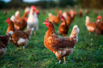 Huhn, Hahn oder Henne auf einer grünen Wiese. Selektive Schärfe. Im Hintergrund mehrere Hühner unscharf