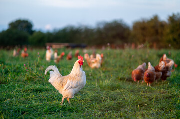 Huhn, Hahn oder Henne auf einer grünen Wiese. Selektive Schärfe. Im Hintergrund mehrere Hühner...