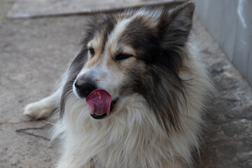 beautiful dog, muzzle close up

