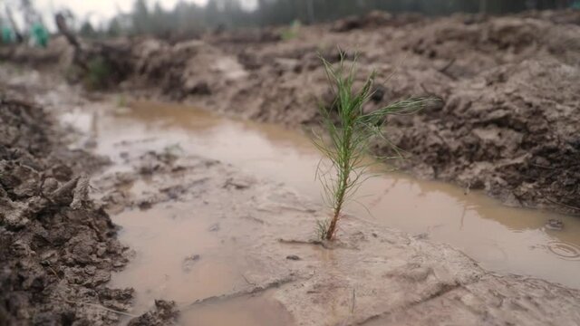 a biennial pine sapling planted in moist soil sways in the rain, Earth Day, Arbor Day