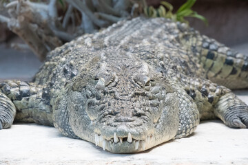 Nile crocodile at the Palmyre Zoo