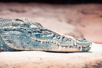 Zelfklevend Fotobehang Nile crocodile at the Palmyre Zoo © navarro raphael