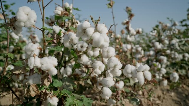 A mature bush of high-quality cotton, swaying in the wind. The cotton field is ready for harvesting. Agricultural industry.