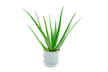 Aloe Vera plant isolated on white background