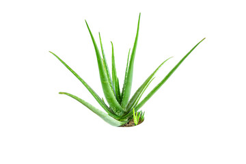 Aloe Vera plant isolated on white background