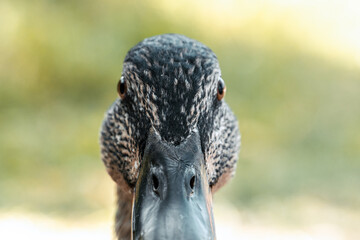 Ente - Makroaufnahme - Frontal