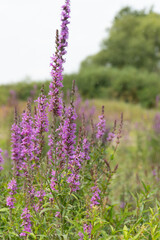 Frischer junger Flieder am Flussufer