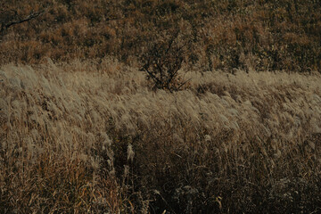 reeds in the wind in autumn in Japna