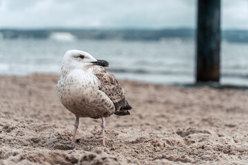 Möve auf Rügen - Am Strand an der Nordsee