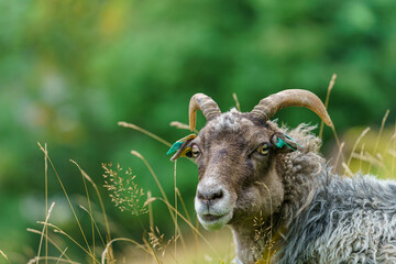 Selected focus on a male sheep in the grass.
