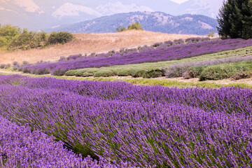 Naklejka na ściany i meble The lavender filed - landscape 