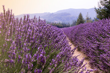 Fototapeta na wymiar The lavender filed - landscape 
