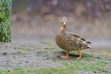 Female mallard, anas platyrhynchos, walking on the grass.