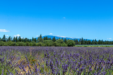 Mont Ventoux mountain with blooming lavender field in the foreground in the Provence region of southern France - obrazy, fototapety, plakaty