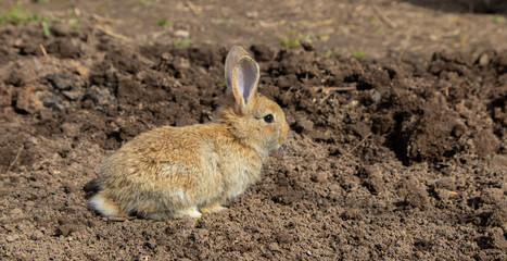 Cute baby bunny sitting on the ground
