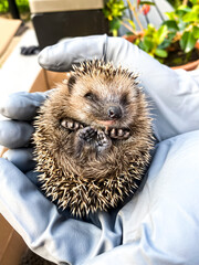 a litttle hedgehog in gloved hands © MarkeVyd.