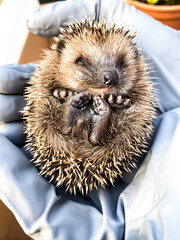a litttle hedgehog in gloved hands © MarkeVyd.