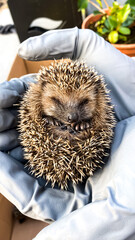 a litttle sleeping hedgehog in gloved hands