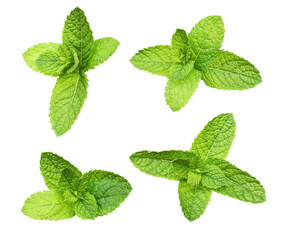 Green mint leaves isolated