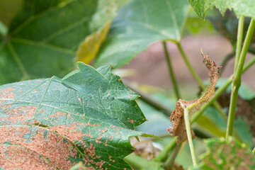 Greater angle-wing katydid blends into a grape leaf