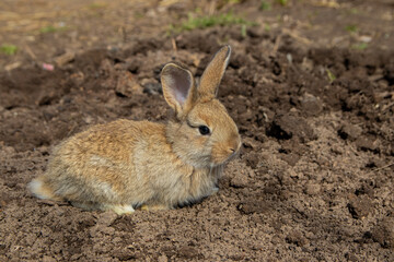 Cute baby bunny sitting on the ground
