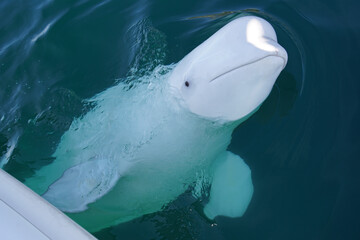 Famous beluga whale Hvaldimir saying hi © Anton