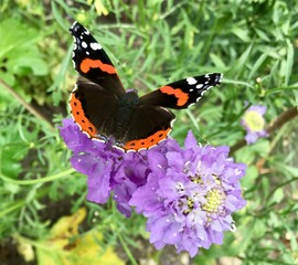 Red admiral butterfly on scabious flower