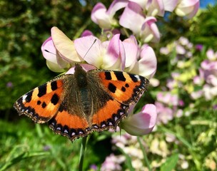 Small tortoiseshell butterfly on flower