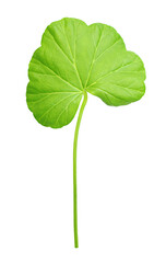 Closeup of geranium leaf isolated