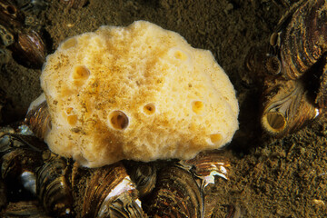 Freshwater sponge underwater filtering water for food