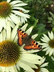 Small tortoiseshell butterfly on white echinacea flower