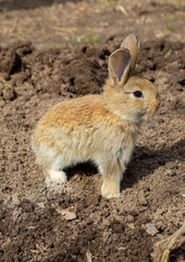 Cute baby bunny sitting on the ground
