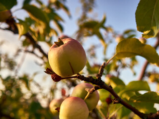wild apples in the dawn light
