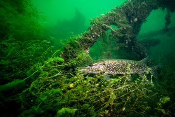 Northern pike patiently awaiting for prey underwater.