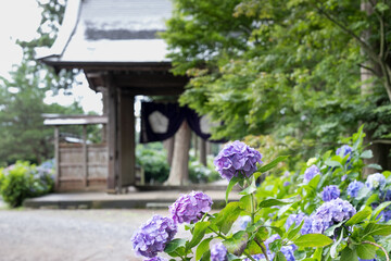初夏のあじさいの花　千葉県　日本