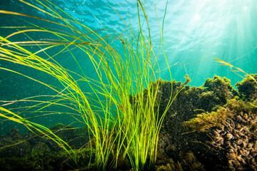 Fototapeta na wymiar American Eel-grass underwater in the St. Lawrence River