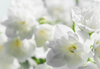 Soft focus, abstract floral background, White terry Jasmine flower petals. Macro flowers backdrop for holiday brand design