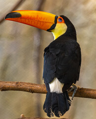 Toco toucan on branch