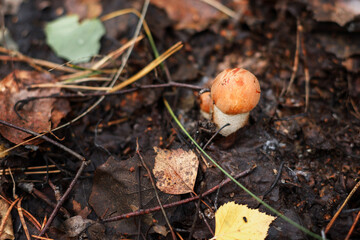 edible mushroom grows in the forest in the fall. close-up