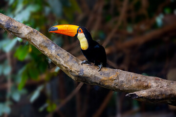 Toco toucan on branch