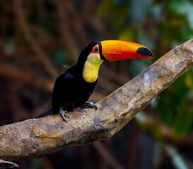 Toco toucan on branch