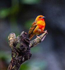 Red fody (Foudia madagascariensis) perched on a branch